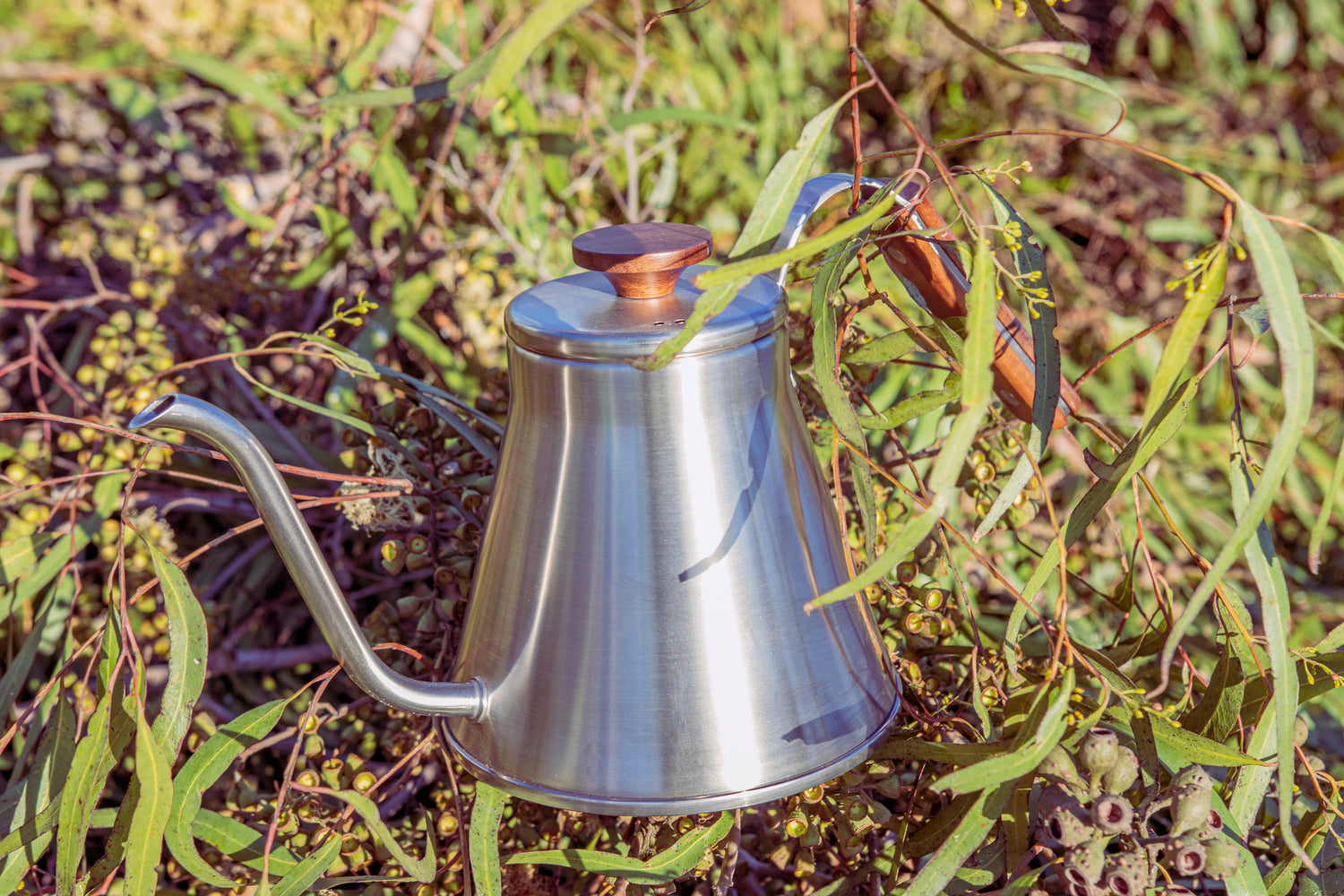 Stainless steel kettle with gooseneck spout, wood handle and flat, wood lid knob set in foliage with natural &quot;magic hour&quot; sun light.